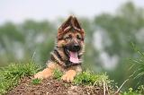 BERGER ALLEMAND 1437